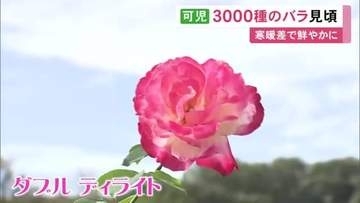 秋に見頃迎えるバラ約3000種類・1万株を集めたイベント コスモスなど秋の花が咲き誇るエリアも 岐阜県可児市