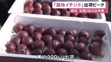 愛知県は出荷量で全国2位…安城市で「露地イチジク」収穫が最盛期 約300トンを東海地方や関東地方に出荷へ