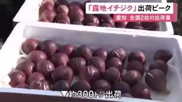 愛知県は出荷量で全国2位…安城市で「露地イチジク」収穫が最盛期 約300トンを東海地方や関東地方に出荷へ