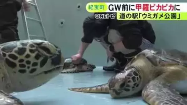 行楽シーズンに向けて綺麗に…日本で唯一ウミガメを飼育する道の駅で甲羅の掃除 アオウミガメやタイマイなど19匹