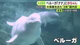 「“水族館生まれの2世”は国内初…名古屋港水族館でベルーガの赤ちゃんが誕生 推定155cm体重65kg程度で母子ともに健康」の画像1