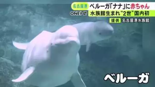 “水族館生まれの2世”は国内初…名古屋港水族館でベルーガの赤ちゃんが誕生 推定155cm体重65kg程度で母子ともに健康