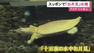 中秋の名月に合わせ…水族館にテーマ水槽「十五夜の水中お月見」白いスッポンの個体を夜空の満月に見立てる