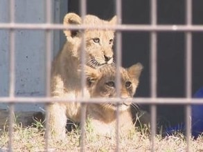 “母親”がボール選んで決定…のんほいパークで生まれたライオンの赤ちゃん3頭「デン・アル・ベガ」と命名