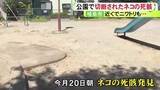 「発見者「ここにネコの頭が…」公園と住宅敷地内でネコとニワトリの切断された死骸が相次ぎ見つかる 警察がパトロール強化」の画像1