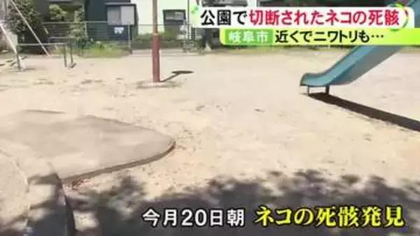 発見者「ここにネコの頭が…」公園と住宅敷地内でネコとニワトリの切断された死骸が相次ぎ見つかる 警察がパトロール強化