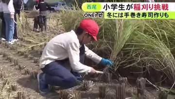 慣れない鎌を手に…愛知県西尾市で小学生が昔ながらの方法で稲刈り 5月に児童らが自ら植えた「あいちのかおり」