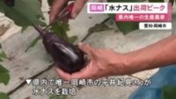 アクが少なく生のままでも…愛知県岡崎市で特産『水ナス』の出荷が最盛期 約13トンが名古屋の市場等へ