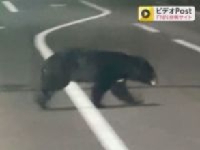 市街地でもクマの出没相次ぐ…緊急銃猟制度で出動したハンターに“3万円の報酬” 岐阜県下呂市が条例を一部改正