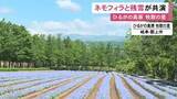「雪山とのコントラストはあとわずか…「牧歌の里」でネモフィラの花が見ごろ 約1万8千株あり6月半ばまで」の画像1