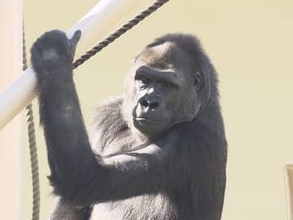 繁殖のため上野動物園へ…東山の“イケメンゴリラ”シャバーニの娘・アニー展示最終日 多くのファン駆けつける