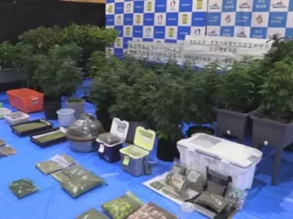 末端価格5千万円以上を押収…乾燥大麻を販売目的で所持か 韓国籍の45歳男と30歳妻を逮捕 “マトリ”に情報提供あり捜索