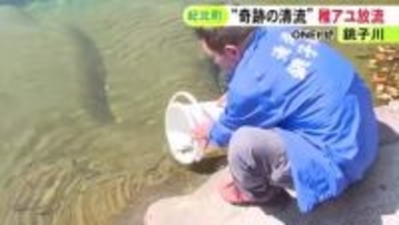 透明度から“奇跡の清流”とも…三重県紀北町の銚子川で稚鮎約1万匹を放流 友釣り解禁日の6/7には15～20cm程に