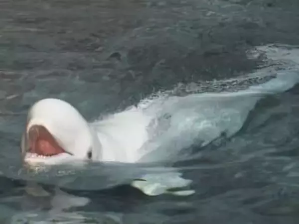 2026年夏ごろ出産予定…名古屋港水族館のベルーガ「ナナ」が妊娠 水族館生まれの個体から2世代目が誕生すれば国内初