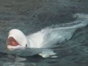 2026年夏ごろ出産予定…名古屋港水族館のベルーガ「ナナ」が妊娠 水族館生まれの個体から2世代目が誕生すれば国内初