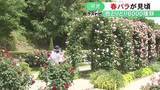 「6000種類ほど植えられる…ぎふワールド・ローズガーデンで色とりどりのバラの花が見頃 6/7までは早朝開放も」の画像1