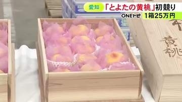 1箱25万円の値が付いたものも…愛知県豊田市の特産品『黄桃』初競り 最高級品は市内の喫茶店オーナーが競り落とす