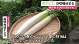 「ハウス内で秋に種まく…岐阜市で“春だいこん”の収穫始まる 生産者「甘くてシャキシャキ 生でサラダに」」の画像1