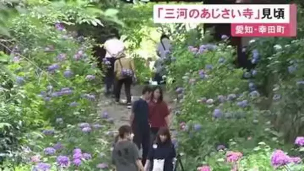 開花は1週間ほど早く…愛知県幸田町の『あじさい寺』で色とりどりの花が見ごろ 境内等に約30品種1万株が植えられる