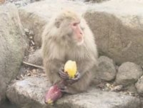 石に叩きつけて柔らかく…サルのために焚火でつくった20キロもの焼き芋 100匹超による熾烈な争奪戦に