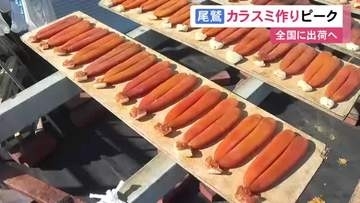 塩水に漬けたボラの卵を天日干し…高級珍味『カラスミ』作りが最盛期 11月末まで行われお歳暮用等で全国へ