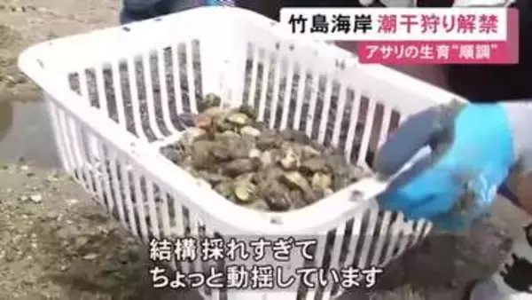 熊手で掘ると次々顔出す…愛知県蒲郡市の竹島海岸で潮干狩りが解禁 毎年3万人余りが訪れる人気スポット