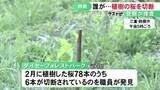 「今年2月に植えられたばかり…公園で桜の木6本が切断される被害 鋭利な物を使って犯行か」の画像1