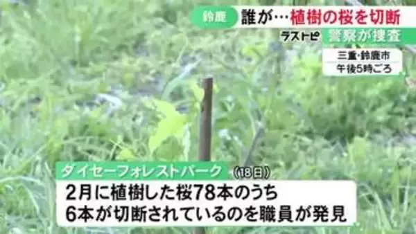今年2月に植えられたばかり…公園で桜の木6本が切断される被害 鋭利な物を使って犯行か