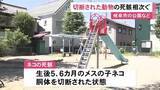 「胴体や頭が切られる…公園などに子ネコとニワトリの切断された死骸 同じ人物による動物愛護法違反の疑いも」の画像1