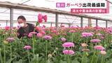 「渇水や原油高乗り越える…愛知県豊川市でガーベラの出荷が最盛期 概ね例年通りの品質で名古屋や北海道などへ」の画像1