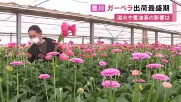 渇水や原油高乗り越える…愛知県豊川市でガーベラの出荷が最盛期 概ね例年通りの品質で名古屋や北海道などへ
