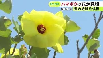 レモン色で可憐な姿…三重県紀北町で夏の花『ハマボウ』が見頃 護岸工事等で数が減り県の絶滅危惧種にも指定