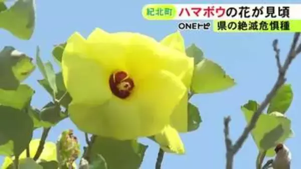 レモン色で可憐な姿…三重県紀北町で夏の花『ハマボウ』が見頃 護岸工事等で数が減り県の絶滅危惧種にも指定