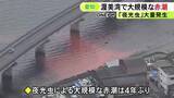 「プランクトンの“夜光虫”が大量に…愛知県の渥美湾で4年ぶりとなる大規模な『赤潮』これまでに養殖等への被害情報なし」の画像1
