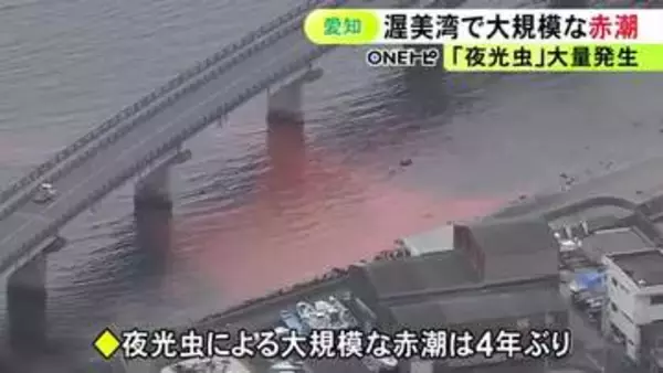 プランクトンの“夜光虫”が大量に…愛知県の渥美湾で4年ぶりとなる大規模な『赤潮』これまでに養殖等への被害情報なし