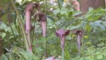 名前の由来は“浦島太郎の釣り糸”とされる…三重県紀北町で『ウラシマソウ』が見頃 花のように見える部分は「葉」