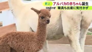 客からの連絡で発覚…アルパカの赤ちゃんが職員も気付かぬうちに誕生 約5年前から繁殖に取り組んだ成果出る