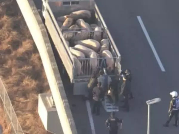 「トラックから豚が逃げている」国道で複数の豚が“逃走” 運転手は少なくとも14匹運搬と話す 一部区間で一時通行止め