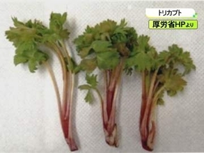卵とじにして食べたのは「トリカブト」か 別の野草と間違えて採ったとみられる男性がしびれ訴え一時意識不明に