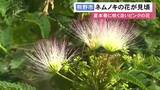 「淡いピンクで羽毛のよう…暑い時期に咲く『ネムノキ』の花が見頃迎える 三重県熊野市の大又川沿いに数十本が群生」の画像1