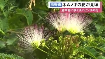 淡いピンクで羽毛のよう…暑い時期に咲く『ネムノキ』の花が見頃迎える 三重県熊野市の大又川沿いに数十本が群生