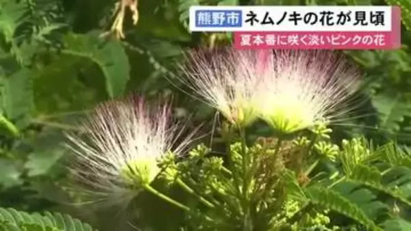 淡いピンクで羽毛のよう…暑い時期に咲く『ネムノキ』の花が見頃迎える 三重県熊野市の大又川沿いに数十本が群生