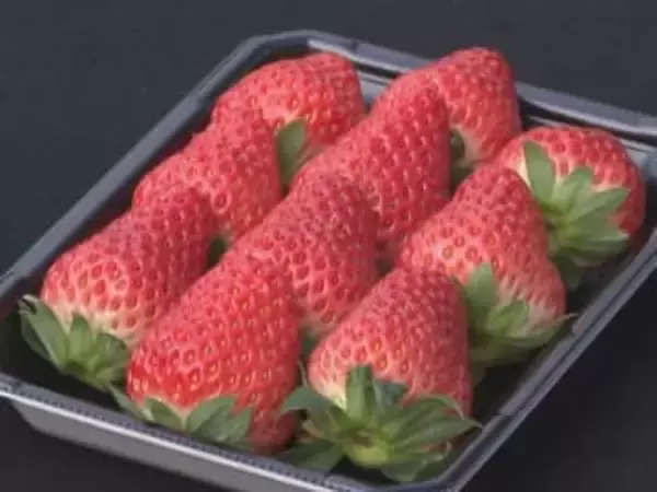 寒暖差が大きくなったことで糖度増す…クリスマスを前にイチゴ『紅ほっぺ』の収穫が最盛期 愛知県安城市