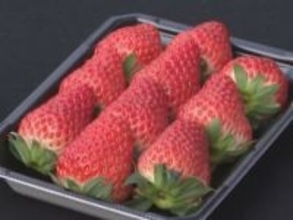 寒暖差が大きくなったことで糖度増す…クリスマスを前にイチゴ『紅ほっぺ』の収穫が最盛期 愛知県安城市