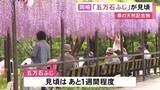 「樹齢120年超のものも…愛知県の岡崎城公園で『五万石ふじ』が見ごろ迎える 1300平方メートルの藤棚に7株」の画像1