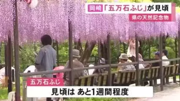 樹齢120年超のものも…愛知県の岡崎城公園で『五万石ふじ』が見ごろ迎える 1300平方メートルの藤棚に7株