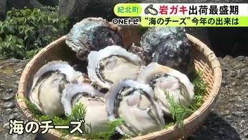 濃厚でクリーミーな風味が人気…三重県紀北町で養殖岩ガキの出荷が最盛期 約1万個を全国に注文販売