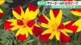 「ガーデニング等に人気…『マリーゴールド』の出荷が最盛期 約1万5000鉢が愛知などに 三重県紀北町」の画像1