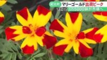ガーデニング等に人気…『マリーゴールド』の出荷が最盛期 約1万5000鉢が愛知などに 三重県紀北町