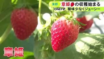 猛暑や長雨乗り越え…イチゴ『章姫』の収穫始まる 温度や水の管理で例年通り甘くて美味しい出来に 愛知県蒲郡市